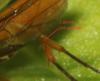 Janus compressus